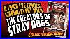 Getting-Comics-Signed-By-The-Creators-Of-Stray-Dogs-At-Third-Eye-Comics-01-xo